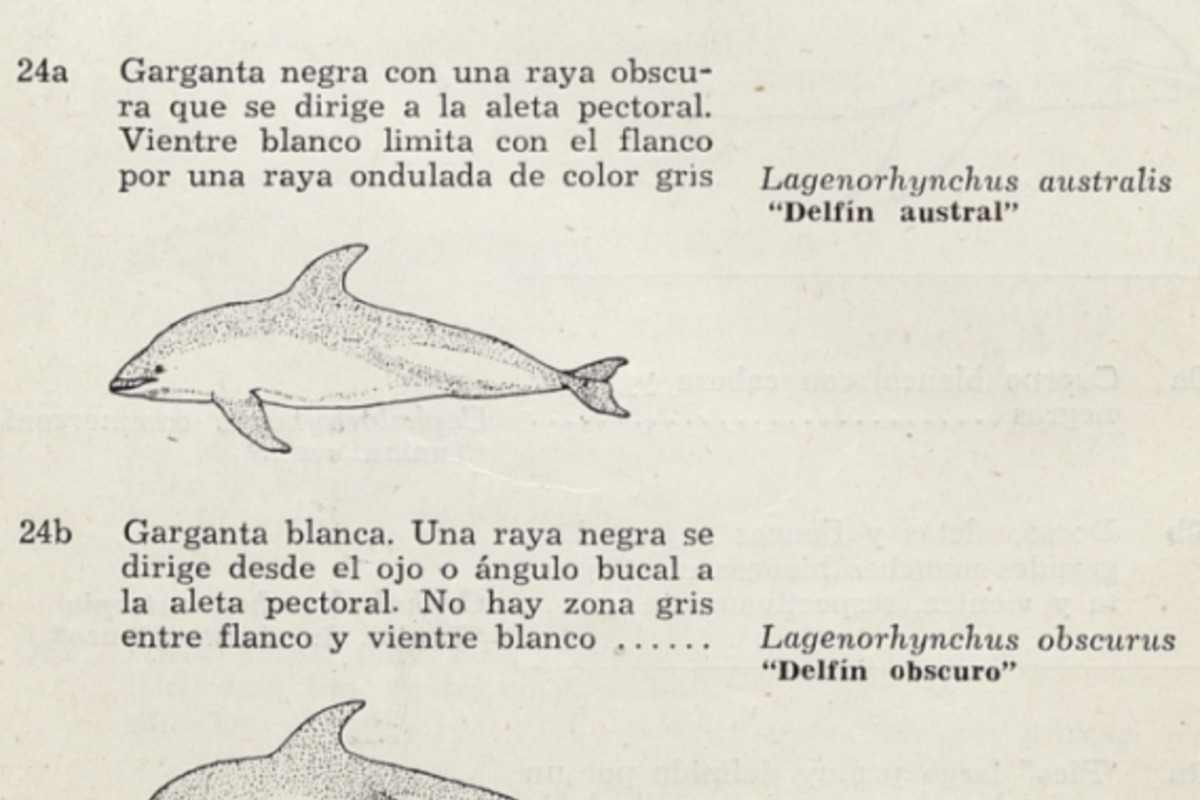 7. Delfín austral y delfín obscuro.