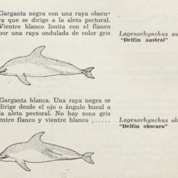 7. Delfín austral y delfín obscuro.