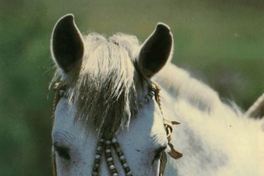 10. Detalles de plata en las bridas de cuero del caballo