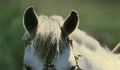 10. Detalles de plata en las bridas de cuero del caballo