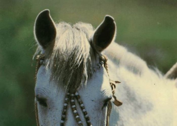 10. Detalles de plata en las bridas de cuero del caballo