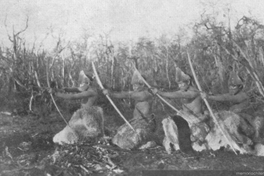 8. Selk'nam entrenando con arco y flecha, hacia 1920