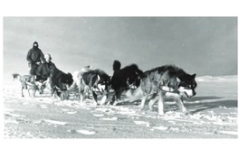 8. Trineo tirado por perros siberianos, otro medio de transporte en la Antártica.