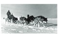 8. Trineo tirado por perros siberianos, otro medio de transporte en la Antártica.