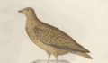 Dibuja al alicanto