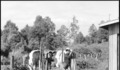 5. Campo en Talca. Fotografía de Armindo Cardoso, 1972.