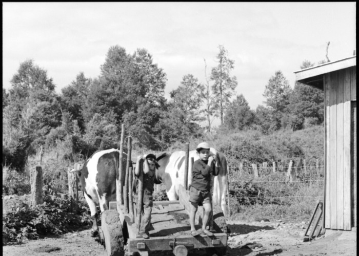 5. Campo en Talca. Fotografía de Armindo Cardoso, 1972.