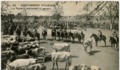 11. Huasos apartando ganado. Tarjeta postal, entre entre 1911 y 1916.