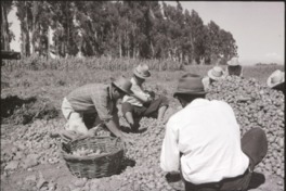 15. Trabajo agrícola en Talca. Ftogorafía de Armindo Cardoso. 1972.