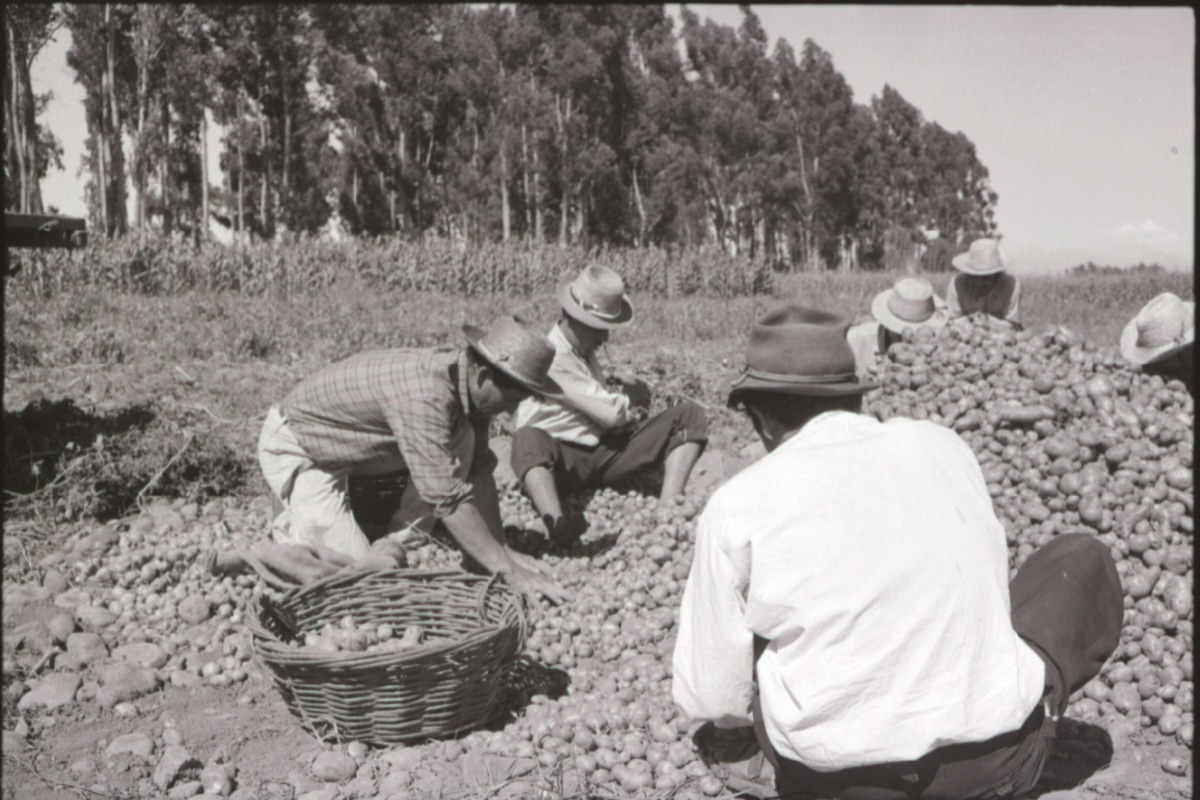 15. Trabajo agrícola en Talca. Ftogorafía de Armindo Cardoso. 1972.