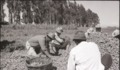 15. Trabajo agrícola en Talca. Ftogorafía de Armindo Cardoso. 1972.