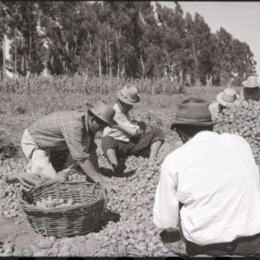 15. Trabajo agrícola en Talca. Ftogorafía de Armindo Cardoso. 1972.