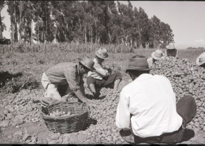 15. Trabajo agrícola en Talca. Ftogorafía de Armindo Cardoso. 1972.