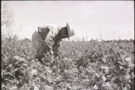 16. Trabajo agrícola en Talca. Ftogorafía de Armindo Cardoso. 1972.