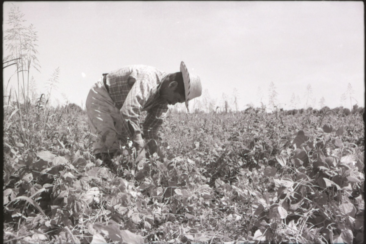 16. Trabajo agrícola en Talca. Ftogorafía de Armindo Cardoso. 1972.