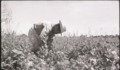 16. Trabajo agrícola en Talca. Ftogorafía de Armindo Cardoso. 1972.