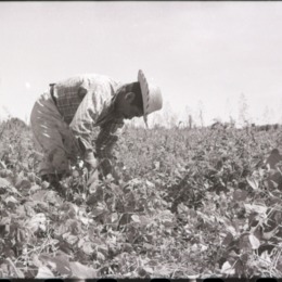 16. Trabajo agrícola en Talca. Ftogorafía de Armindo Cardoso. 1972.