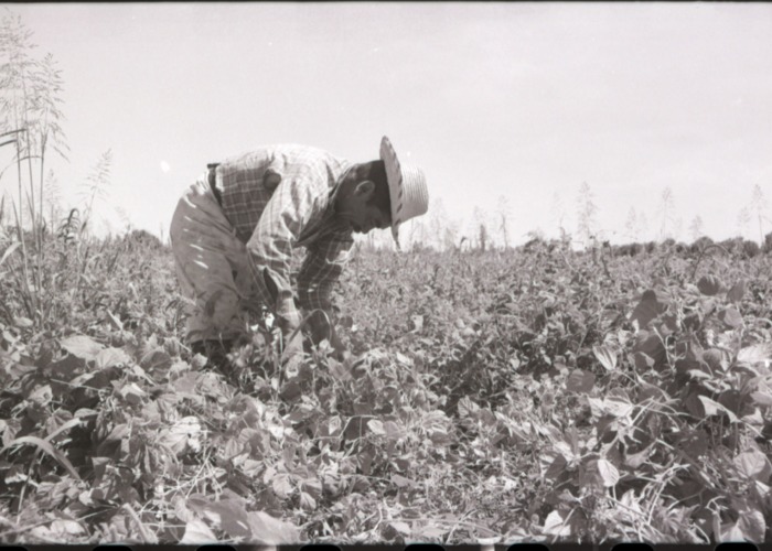 16. Trabajo agrícola en Talca. Ftogorafía de Armindo Cardoso. 1972.