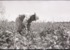 16. Trabajo agrícola en Talca. Ftogorafía de Armindo Cardoso. 1972.
